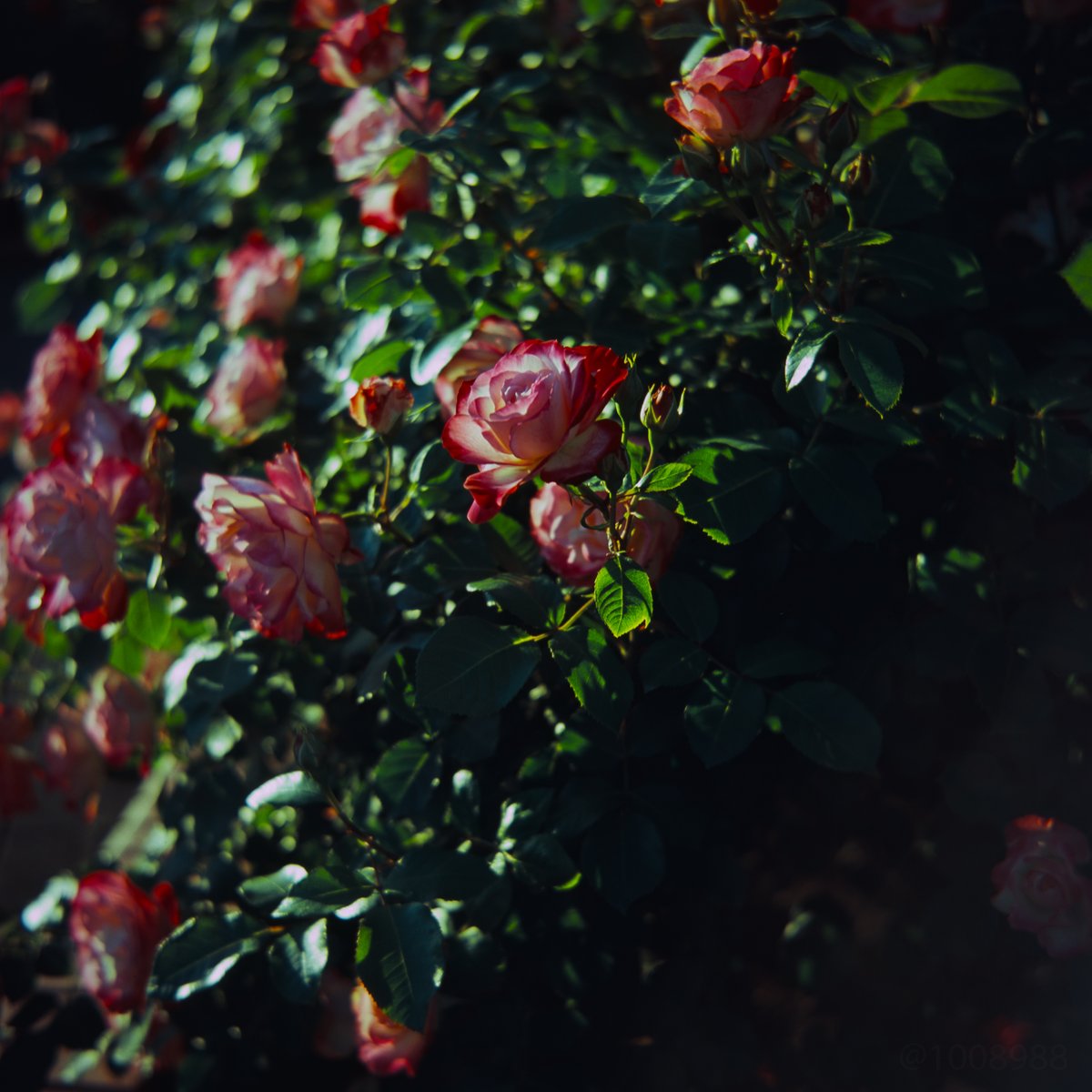 1008988's tweet photo. 2026/05/05のバラ (2,3/12)
RICOHFLEX million リコーフレックス ミリオン
velvia 100F (2017/01 期限切れ)

Digitizing:
SIGMA sd Quattro H SFD
SIGMA 70mm F2.8 DG MACRO | Art 018 https://t.co/YWWWJ7sOSj