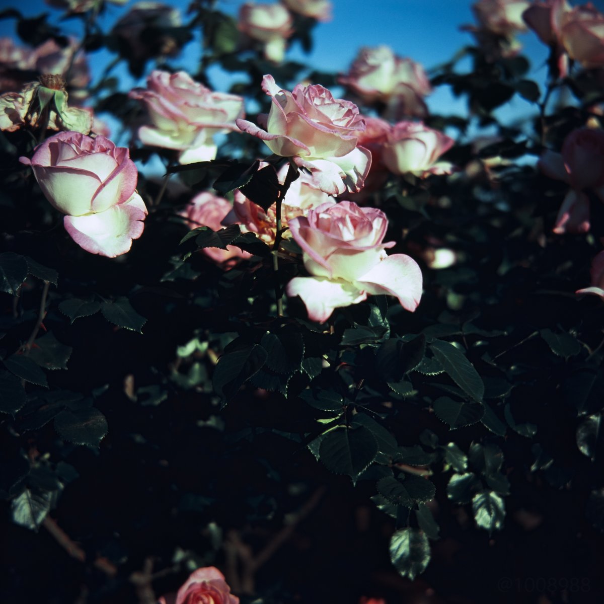 1008988's tweet photo. 2026/05/05のバラ (2,3/12)
RICOHFLEX million リコーフレックス ミリオン
velvia 100F (2017/01 期限切れ)

Digitizing:
SIGMA sd Quattro H SFD
SIGMA 70mm F2.8 DG MACRO | Art 018 https://t.co/YWWWJ7sOSj
