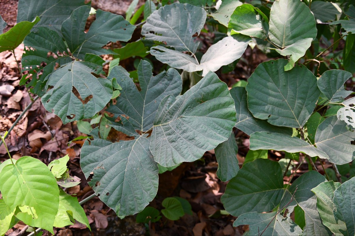 BiotechSanjeet's tweet photo. Butea superba
Lata #Palash
An important #component of #Sal #Forest
It provides #shelter and #food of #wildlife
A good population is observed in the Forest of the Division.
#Keonjhar Forest Division, #Odisha
@DfoKeonjhar @DistAdmKeonjhar @CMO_Odisha @MohanMOdisha https://t.co/3LPZWUY21I