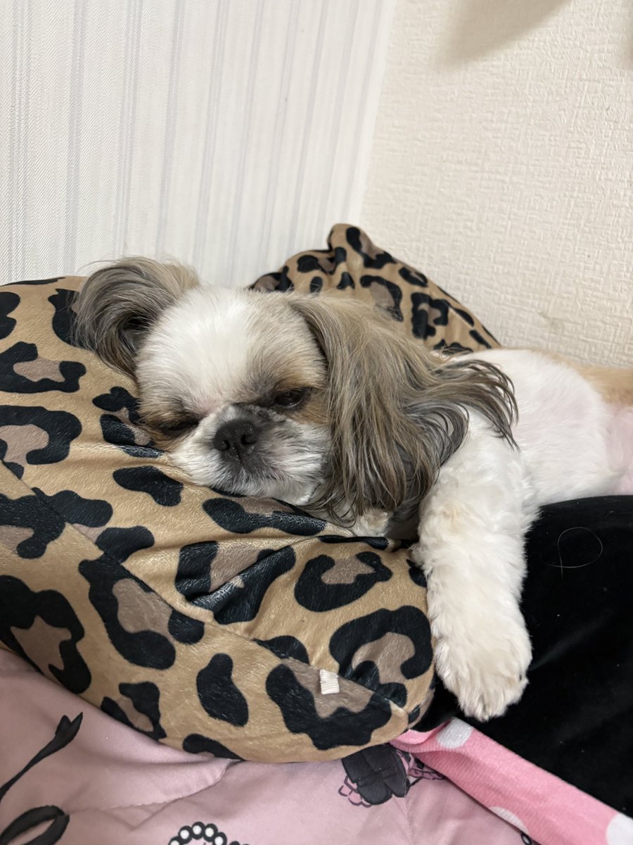 are___02's tweet photo. ずっと人生舐め腐ってるのだいすき https://t.co/U6RwbYBXNy