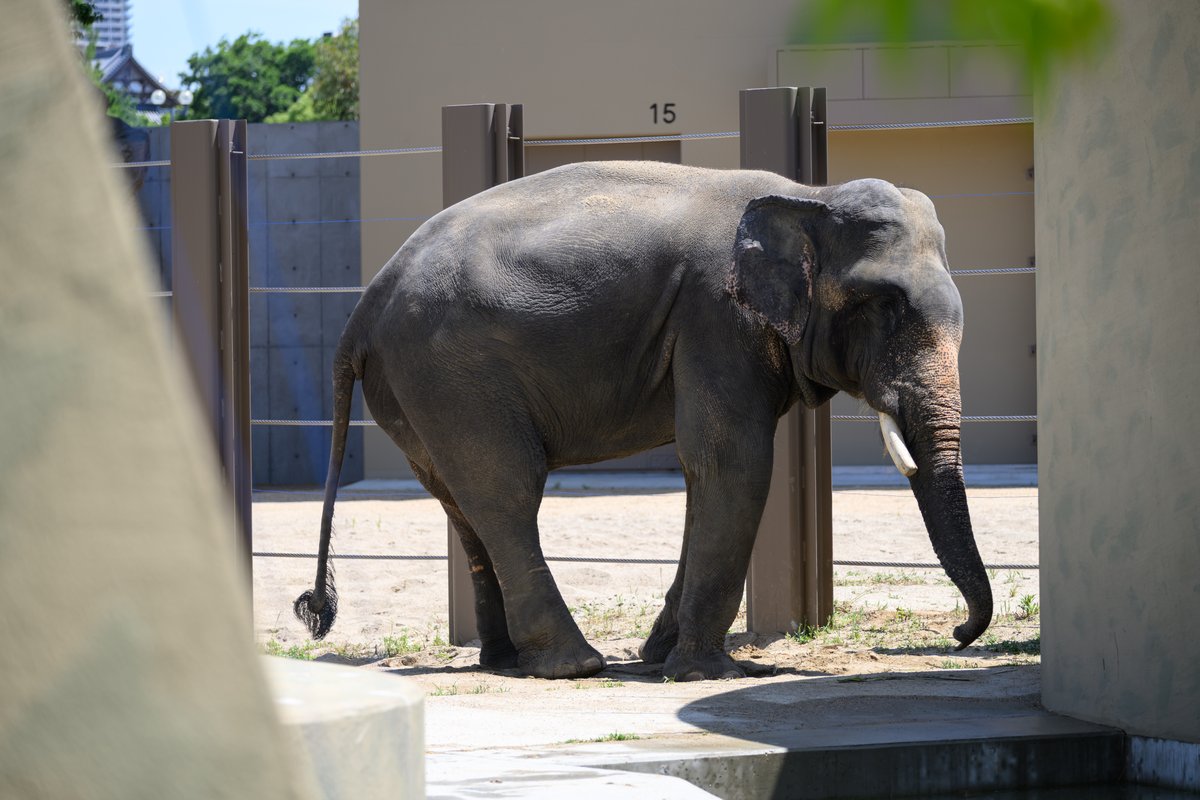 ue_mon_camera's tweet photo. 2026.05.24
マレーシアからやってきた
アジアゾウ‼

#天王寺動物園
#クラッ #ダラ #アモイ https://t.co/hkxspkTIBs