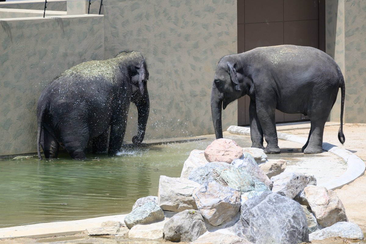 ue_mon_camera's tweet photo. 2026.05.24
マレーシアからやってきた
アジアゾウ‼

#天王寺動物園
#クラッ #ダラ #アモイ https://t.co/hkxspkTIBs