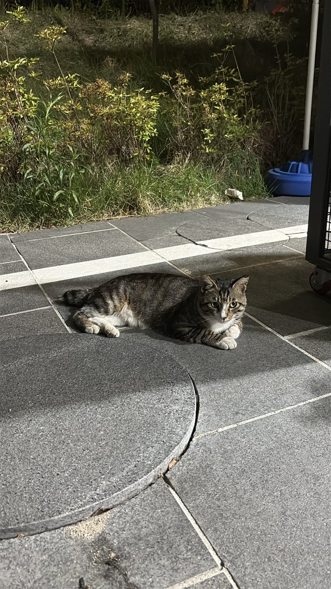 VRN0218's tweet photo. 韓国ワーホリ12日目（6/9）
気になってた양지식당に行って、おじさんおばさんの中に紛れて定食を食した。めちゃうまだったのでオススメ！！その後歴史博物館を散策した。博物館の休憩所よすぎるから無料だし休むために来てもアリ✌🏻デザが食べたくなったのでロールケーキ買って、猫と戯れて終わり！！ https://t.co/odWfbHHihe