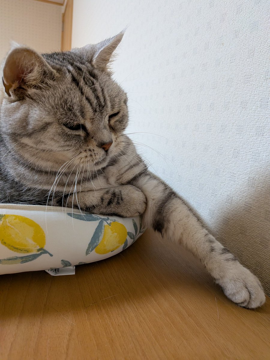 kururi_ameri's tweet photo. ほんじつのねこ https://t.co/NCLeAVXTg4