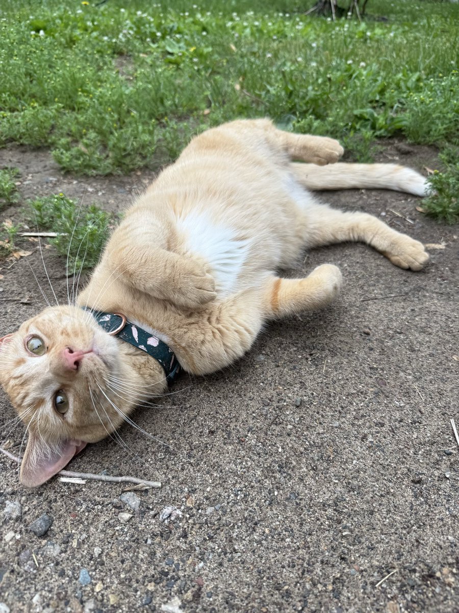 lauiie's tweet photo. everybody meet bug!! https://t.co/KLzJtJxo8t
