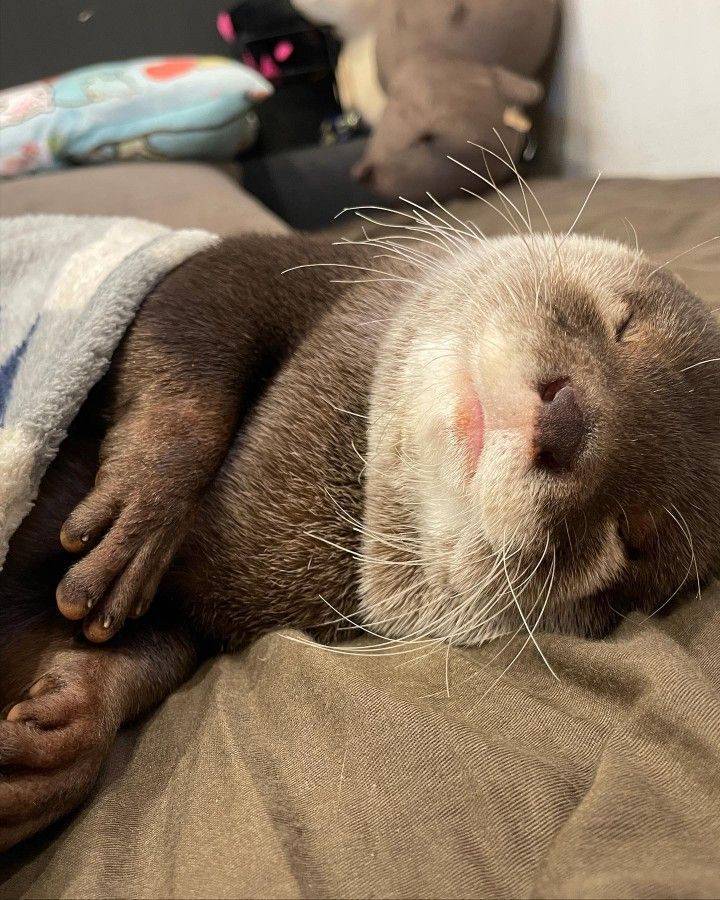manons0617's tweet photo. @Chanott7 私はよくこの寂しい気持ちを本物のカワウソの写真を見て癒してるよ😂🤣🦦 https://t.co/fj556GCYyV