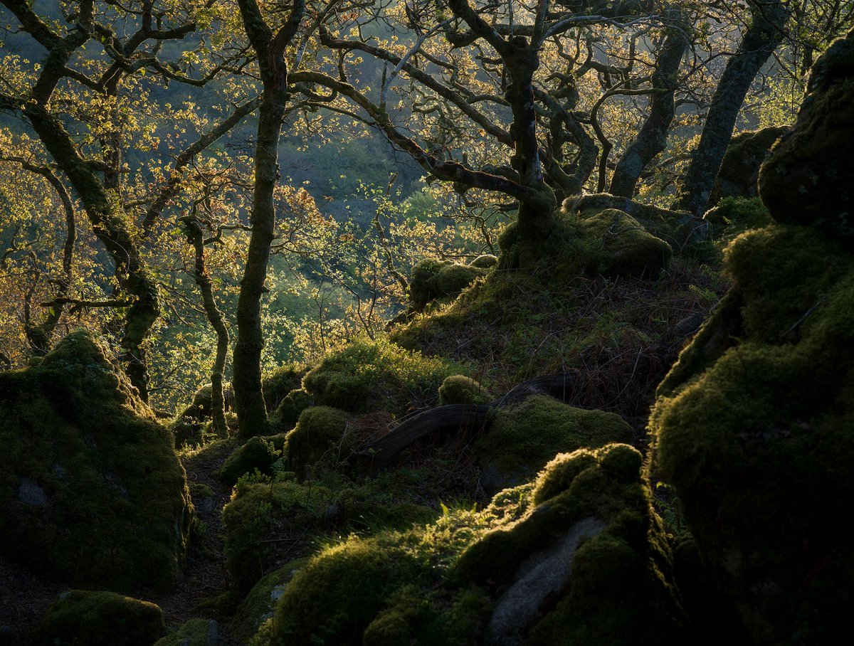 njburnell's tweet photo. DARTMOOR WOODLANDS https://t.co/jhik8KUToh