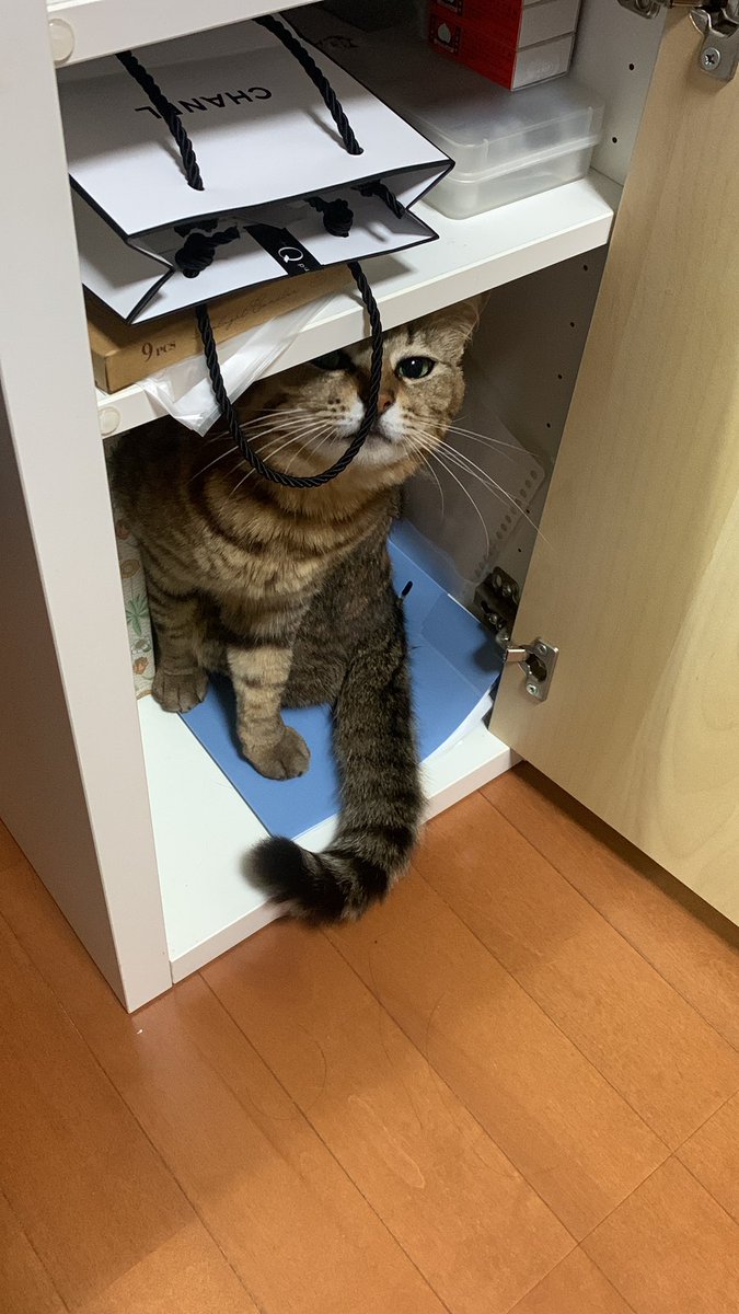 kamapu's tweet photo. 猫って狭いとこ好きよね。 https://t.co/gNAFn5vnye