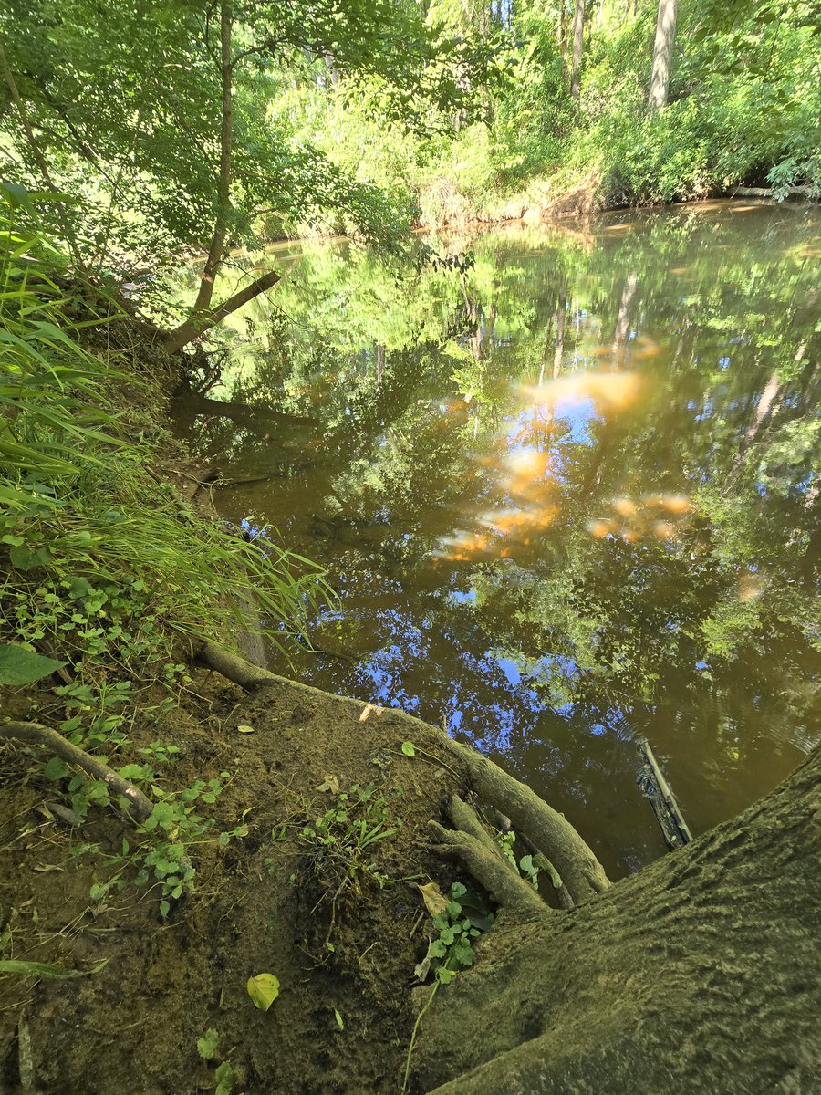 ValkyrieEmma's tweet photo. The sunlight turns the surface to liquid amber between the roots. 

The creek doesn’t need to be perfect to feel like it’s quietly saying, "come on in."

#NaturePhotography https://t.co/o2VJuKJVZz