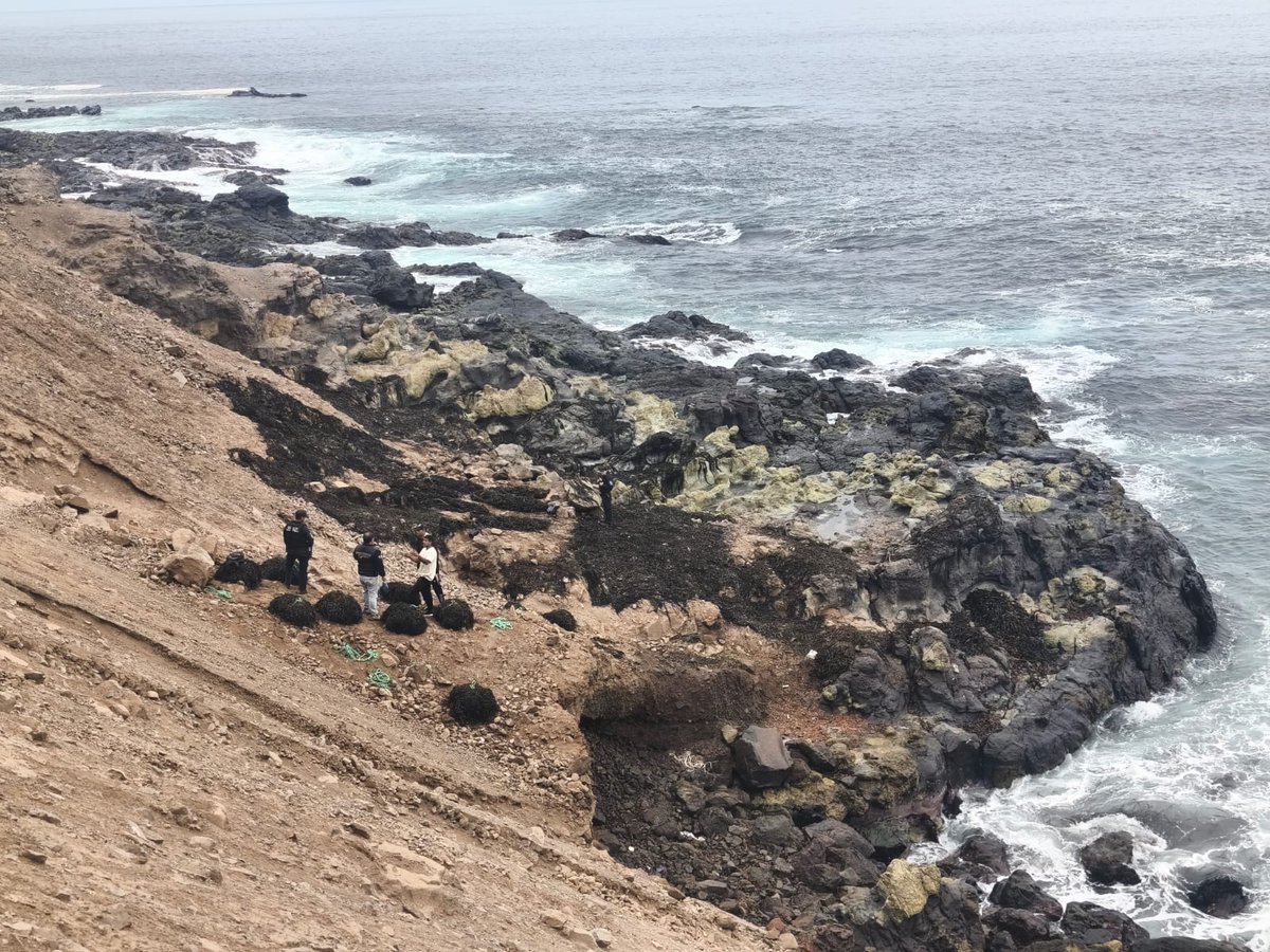 sernapesca's tweet photo. #Antofagasta: Junto a @DGTM_Chile y @DPPTocopilla, controlamos en caletas y plantas de algas pardas en el sur de la ciudad. Se detectaron 880 kilos de huiro negro enfardado sin acreditación de origen legal, que fueron incautados. Se cursó citación a tribunales al infractor. https://t.co/f9Nd6eeFx1