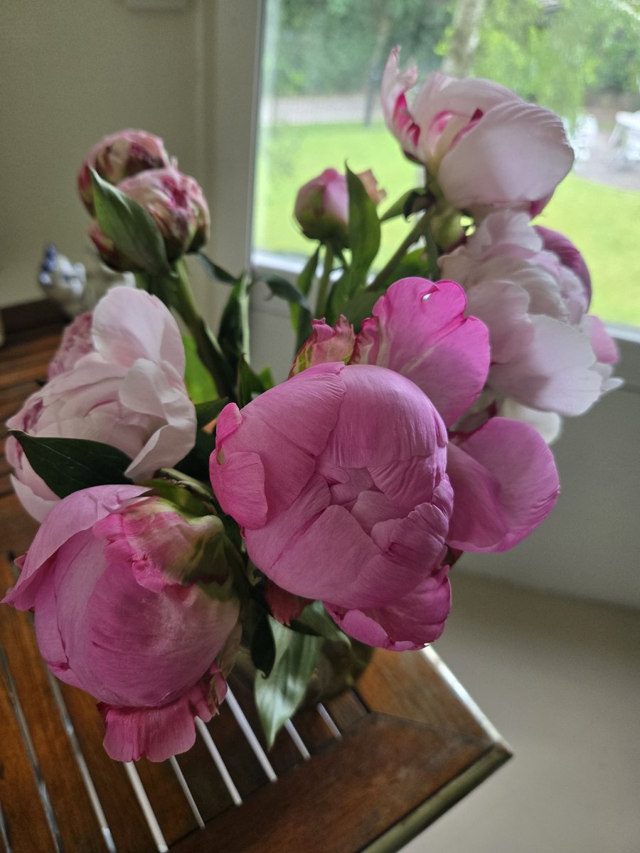 lynx_grizzly's tweet photo. Ozourdui ko cé pivoines pour mamie.😺 https://t.co/wyTYDnLNks