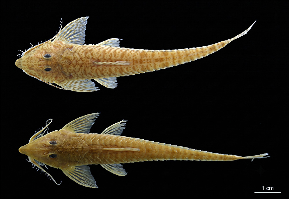 DayalaEC's tweet photo. Descubren dos nuevas especies de bagres cola de látigo en el Orinoco. 🐟

Un nuevo estudio describe dos nuevas especies del género blindado Rhadinoloricaria en los ríos de Bolívar y Amazonas en Venezuela.

Noticia en: https://t.co/JSgFwe9XM3  #Ictiologia #Biodiversidad #Orinoco https://t.co/ZvRMzLwggC