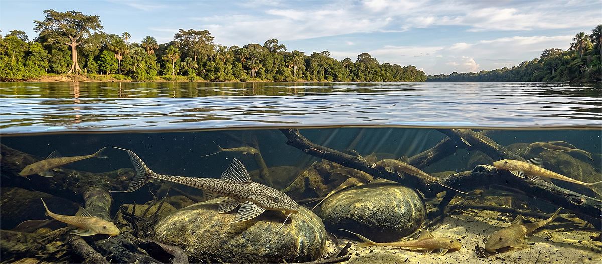DayalaEC's tweet photo. Descubren dos nuevas especies de bagres cola de látigo en el Orinoco. 🐟

Un nuevo estudio describe dos nuevas especies del género blindado Rhadinoloricaria en los ríos de Bolívar y Amazonas en Venezuela.

Noticia en: https://t.co/JSgFwe9XM3  #Ictiologia #Biodiversidad #Orinoco https://t.co/ZvRMzLwggC