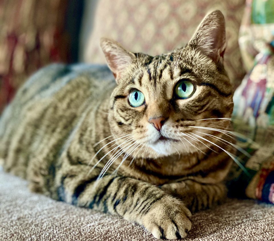 MissyBBBobtail's tweet photo. Happy heavenly  birthday to one of the greatest loves of my life.  I miss you every second of every single day. Be good until momma comes to hold you again. I love you, Missy. Always. https://t.co/00aLtgF7lb
