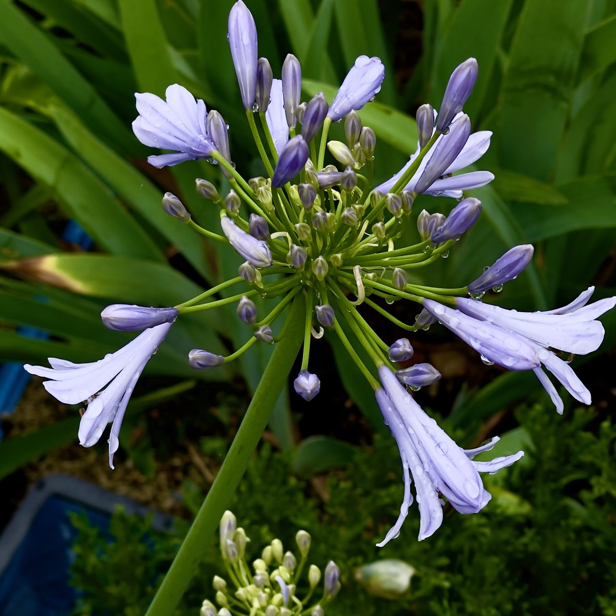 maemae2501's tweet photo. #写真好きな人と繫がりたい
#植物
#花のある暮らし
#アガパンサス
こんにちは（こんばんは）😃
アガパンサスが咲き始めた。
2026/06/08 https://t.co/rYl7UawR2R