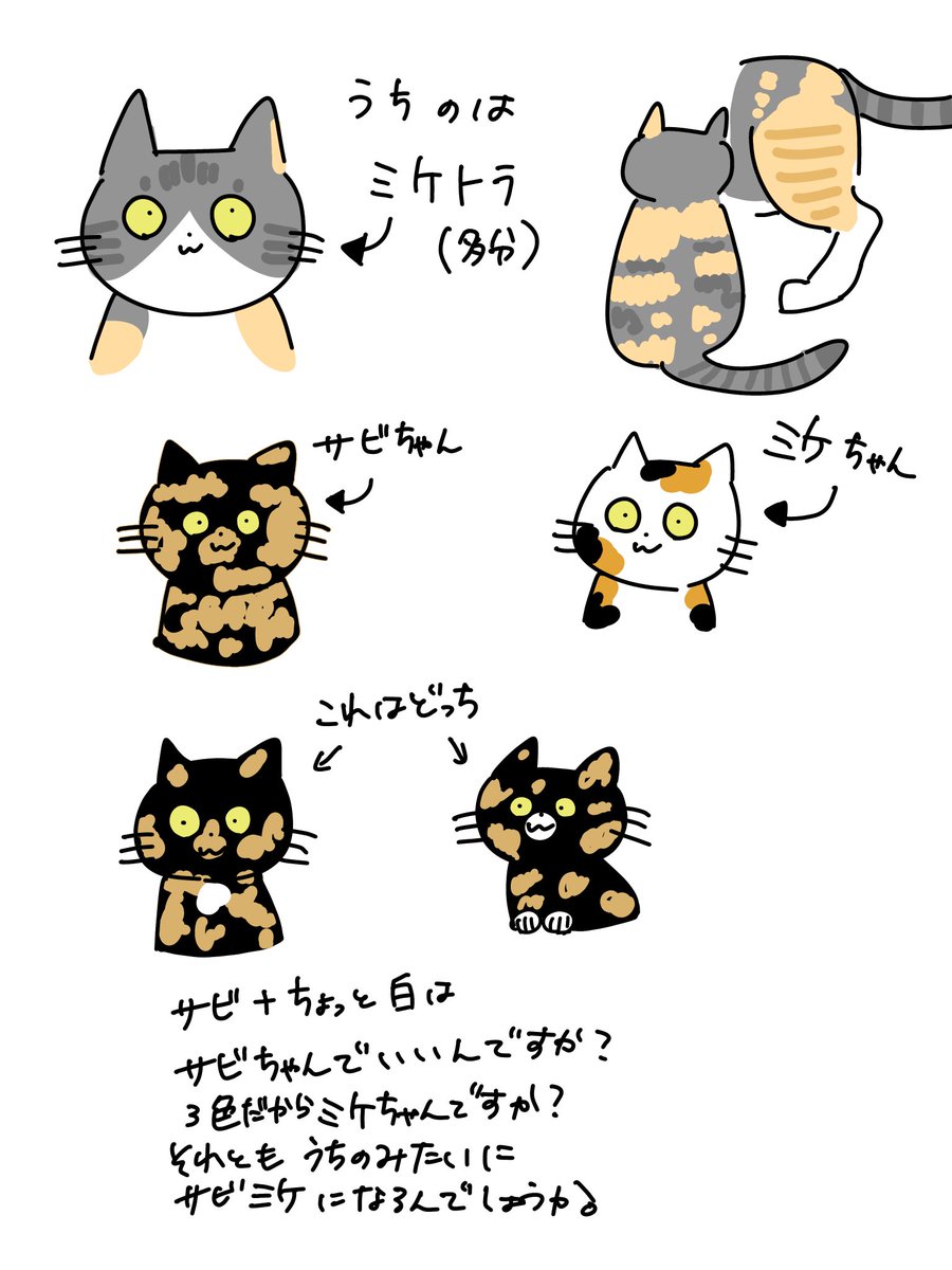 4014neko's tweet photo. これほんとに気になってる。
サビなのかミケなのかサビミケになるのか分からない。 https://t.co/tvAJAg2bKD
