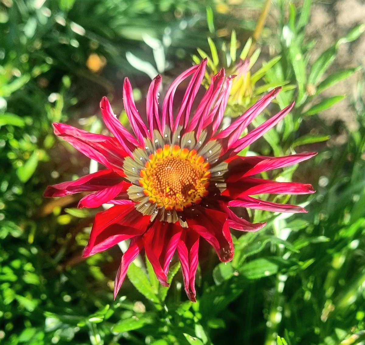 ManCamera1's tweet photo. Today's flower 🌸 pic 📸 https://t.co/7jnsRm1BsE