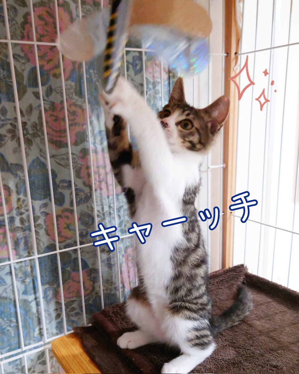 CWelcare's tweet photo. 🐾あべの店🐾

新入りちびにゃんこのニトリ
説明要らずのただただ可愛いモンスター👾です😍

会った人はみんな虜になっちゃいます🥰
でも他のにゃんずには一丁前にシャーシャー言います🤣（笑）

#保護猫
#大阪
#CWCニトリ
#あべの店
#里親募集中
（スタッフM） https://t.co/lNYQ5ZEgRW