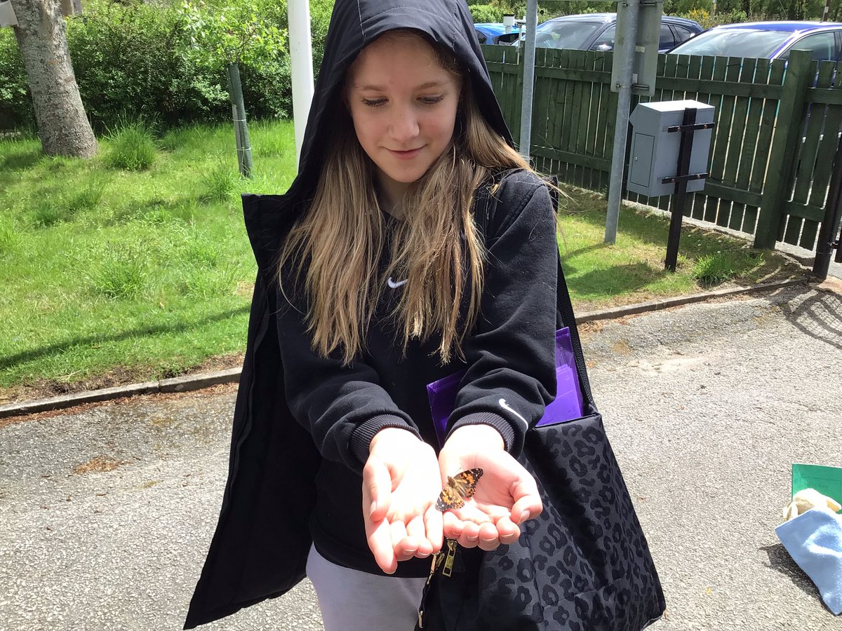 Crathie_School's tweet photo. We released our Painted Lady butterflies π¦. The pupils are still fascinated by bumblebees π. #insectlore #bumblebeefriendlyschool https://t.co/1uWaFmgvOe
