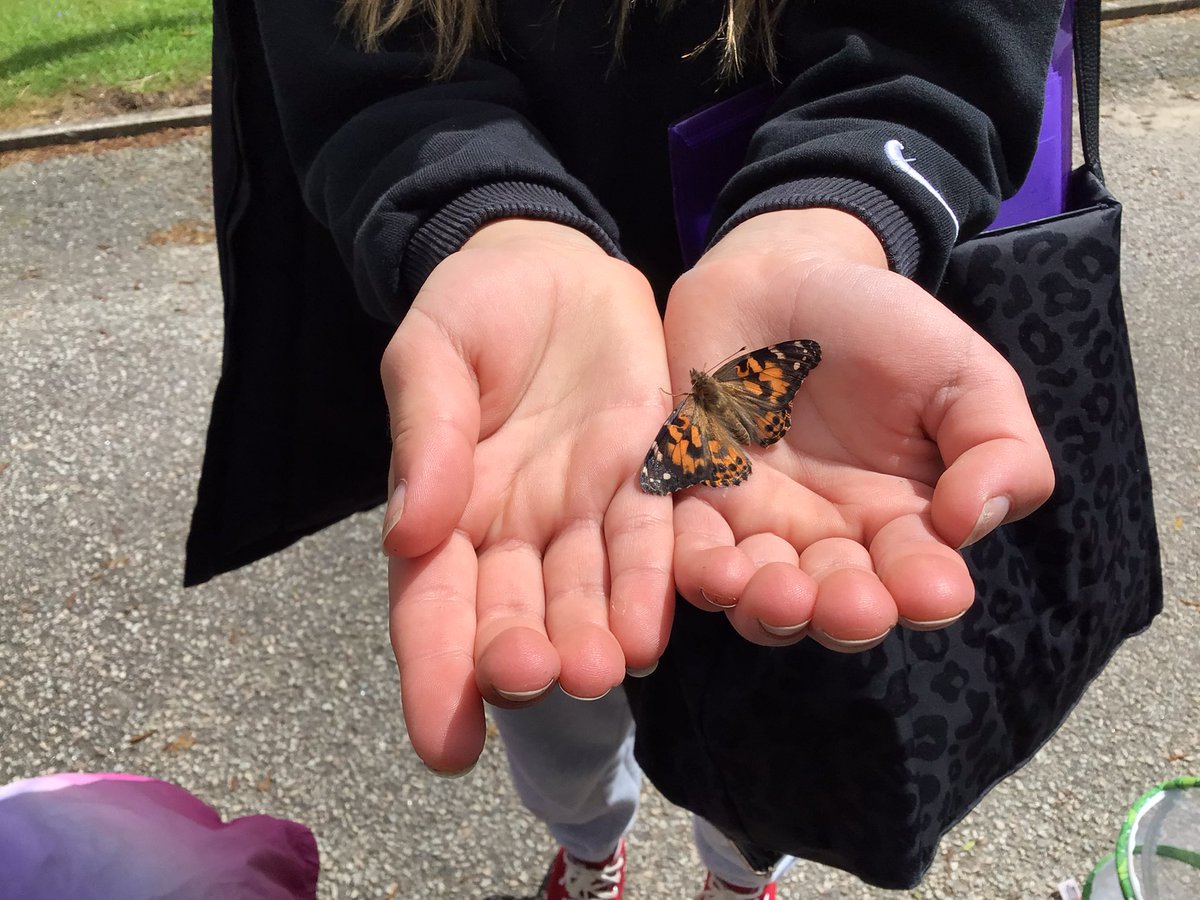 Crathie_School's tweet photo. We released our Painted Lady butterflies π¦. The pupils are still fascinated by bumblebees π. #insectlore #bumblebeefriendlyschool https://t.co/1uWaFmgvOe