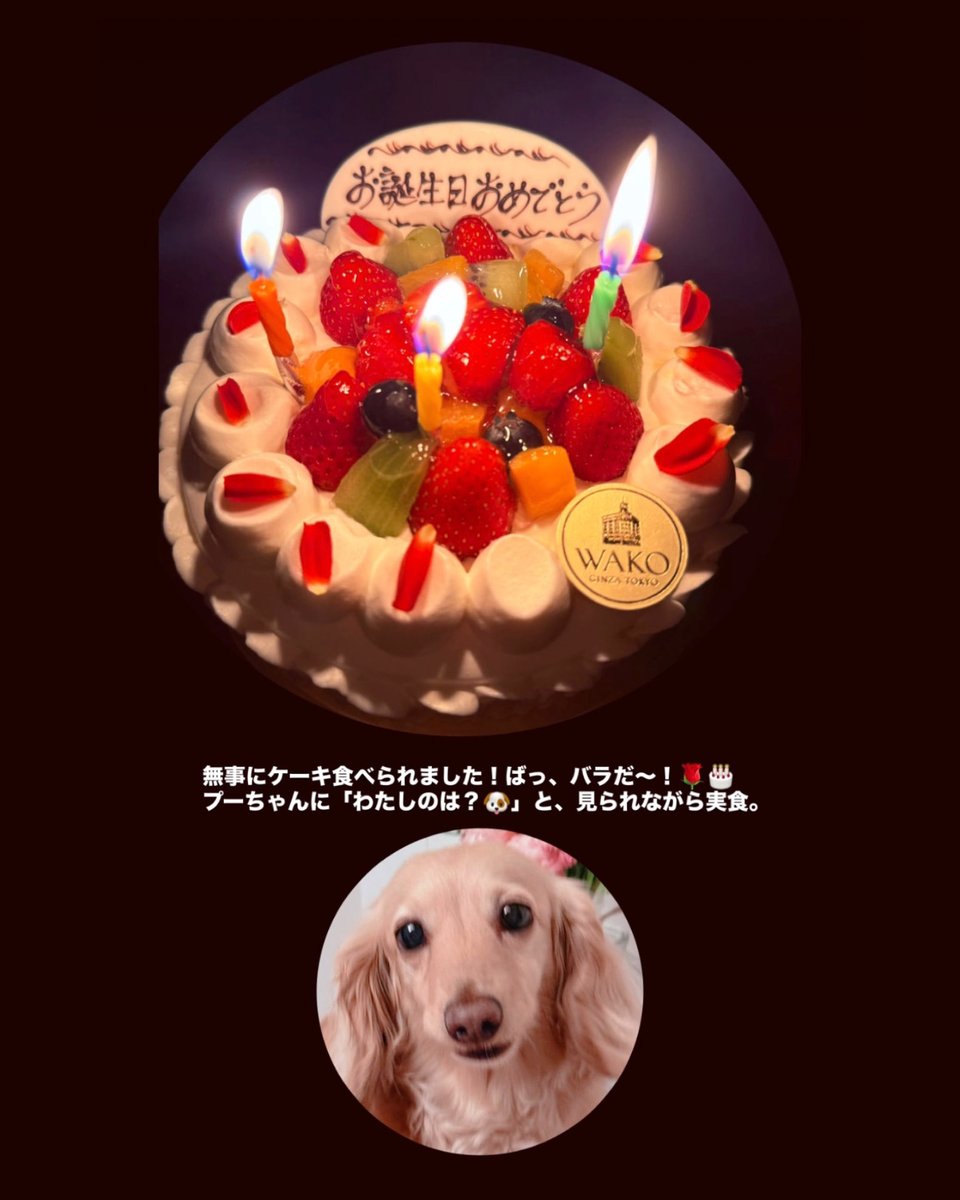 co_mimi's tweet photo. お仕事ちょっとひと段落してよかったと思っていたら、お祝いこんなに、DMやLINEなどもありがとうございます🙇‍♀️
少しずつお返事させてください💐

緑の火力がすごい！ https://t.co/M0J8vZlna7