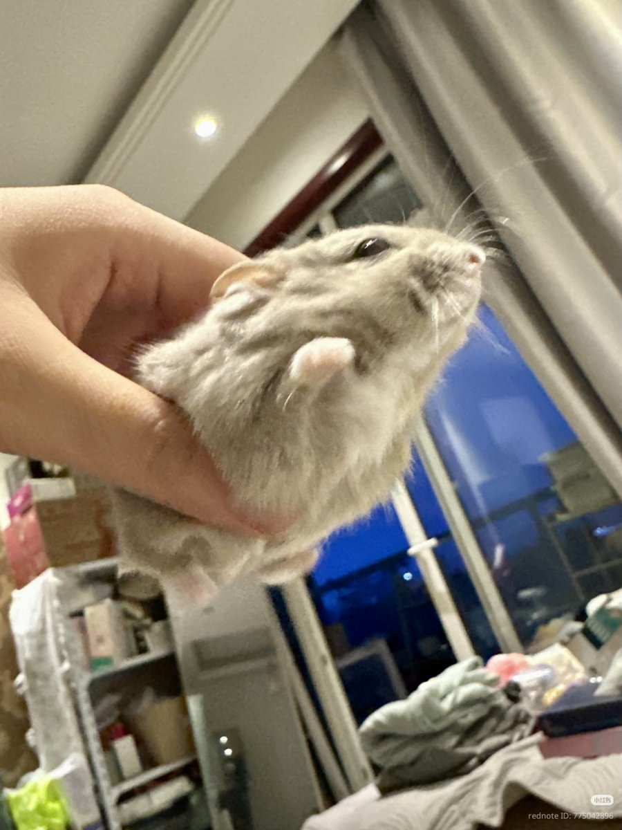 TweetsOfHamster's tweet photo. Learning to fly 🐦 https://t.co/Nsc59t2SSX