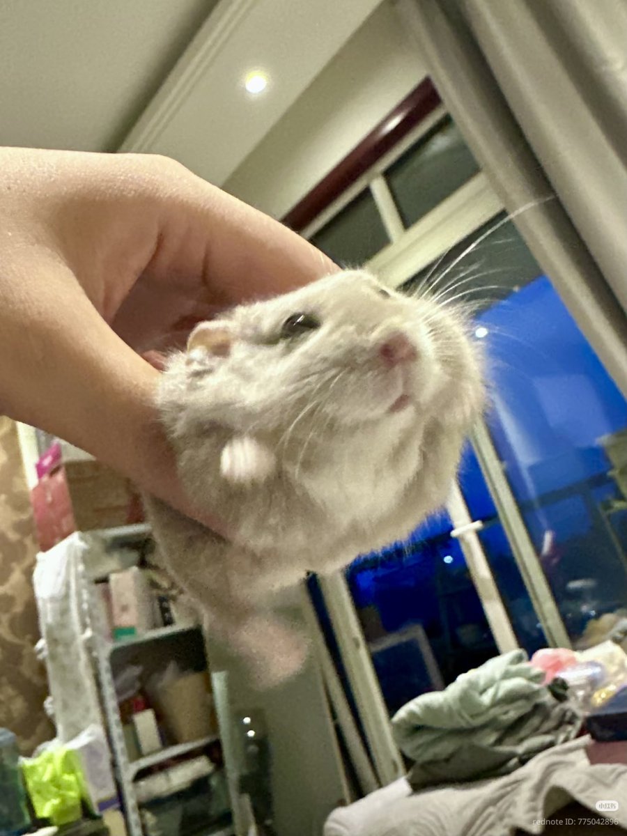 TweetsOfHamster's tweet photo. Learning to fly 🐦 https://t.co/Nsc59t2SSX