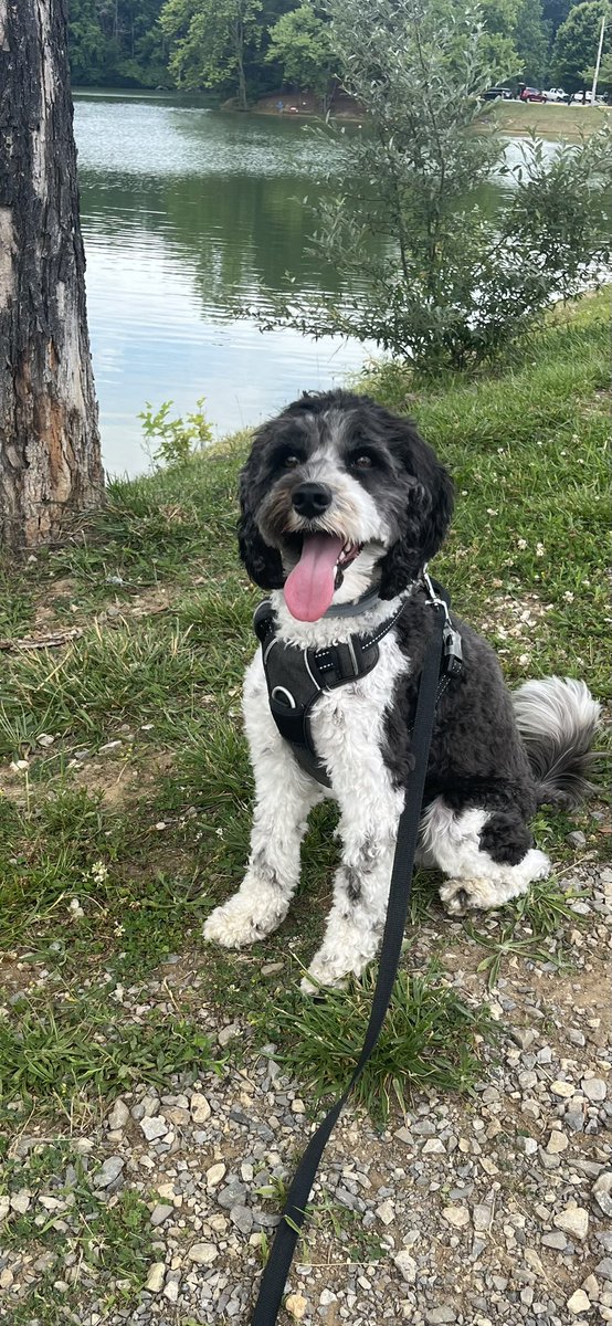 Kilting_it's tweet photo. Bentley had a great outing! https://t.co/bDO33CbVsB