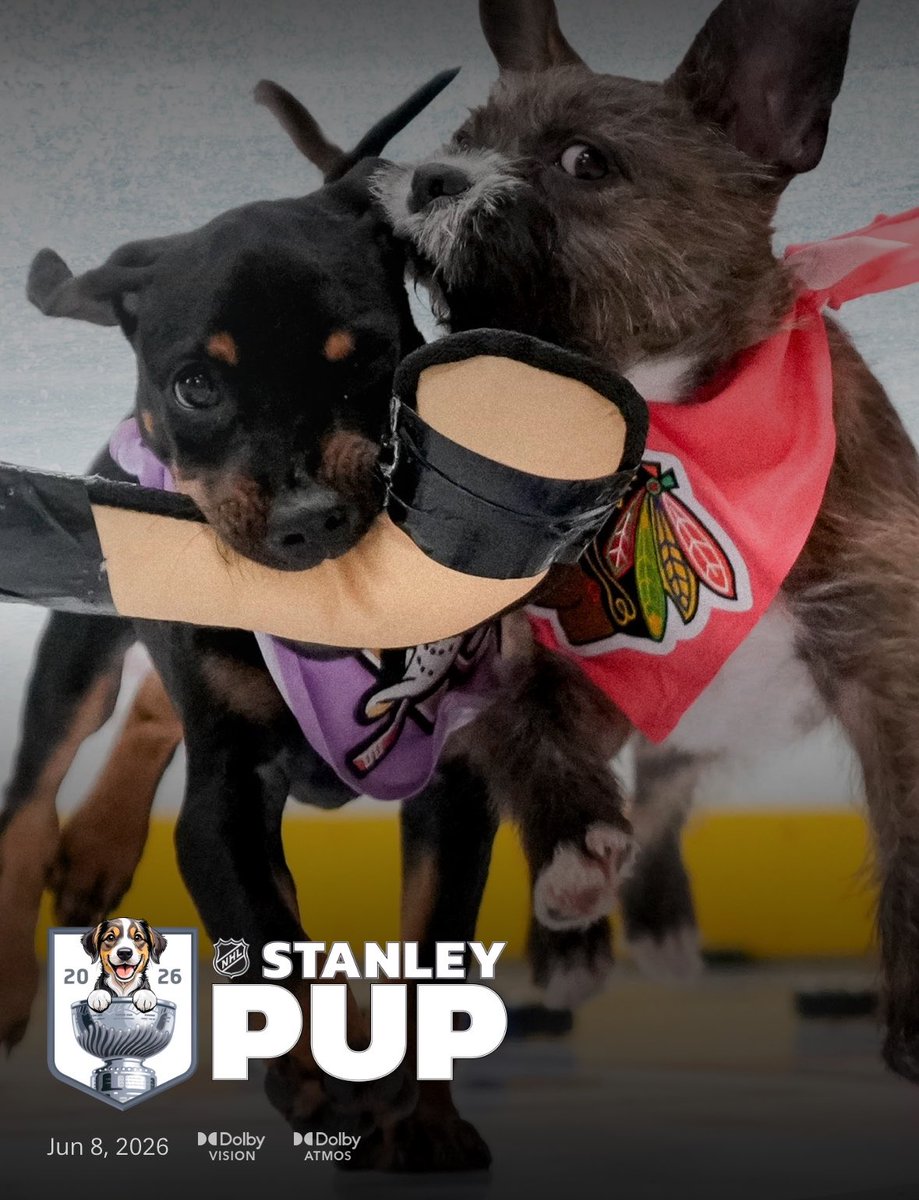 jocelynebenezra's tweet photo. ilya rozanov has been announced as the 2027 host of the stanley pup final.

“i quit the centaurs this morning, i plan to do this forever,” ilya told reporters. 

“anya and chiron are going to ref,” he added. https://t.co/JaptGwFoO0
