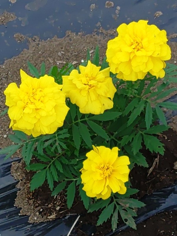 slam52's tweet photo. こちらも道沿いで見られたマリーゴールドの花の写真です。黄色い花も綺麗ですし、私の地元は水田地帯に花を植えることが盛んなのか気になります。 https://t.co/aRdyeqognt
