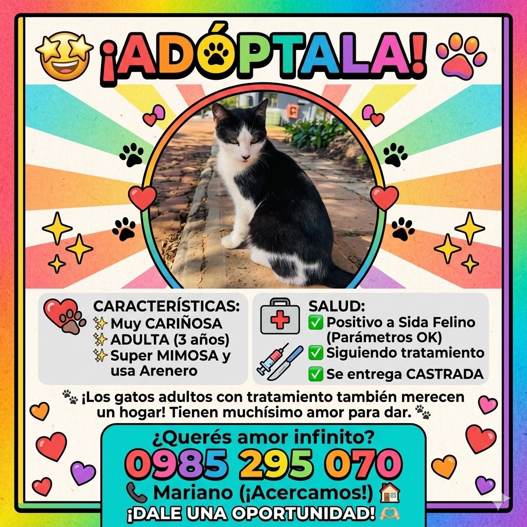 salvandohocicos's tweet photo. Hola amigos 🙌🏻 AYÚDANOS A CONSEGUIR UN MILAGRO y sacar a esta hermosa michi de las calles, esta en MRA pero acercamos a su nueva vida 

Xfa RT https://t.co/nM7DrEtFot