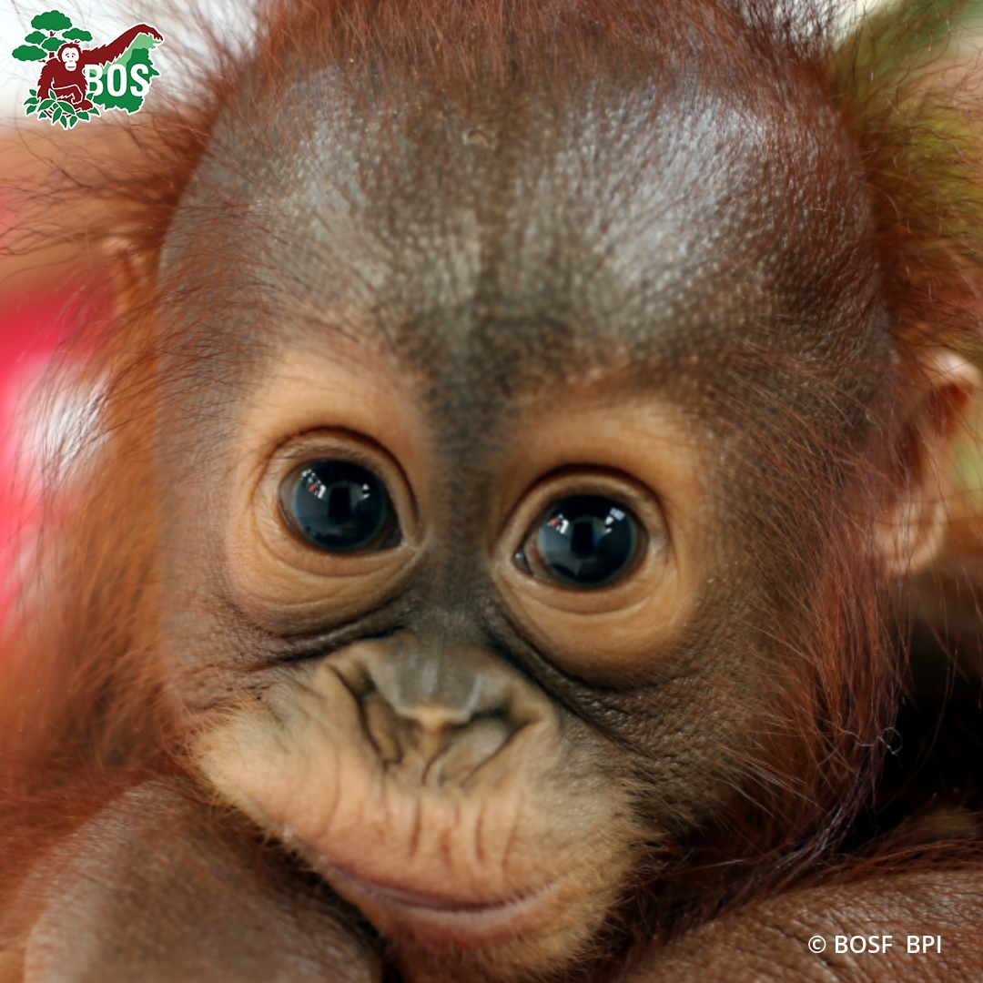 BOSUSA2's tweet photo. Rescued on this day in 2018 as a 3-month-old orphan who had been illegally kept as a pet and dressed in human clothes, Monita has since graduated from Forest School and is preparing for a life of freedom in the wild! https://t.co/6FbG9nNNo7