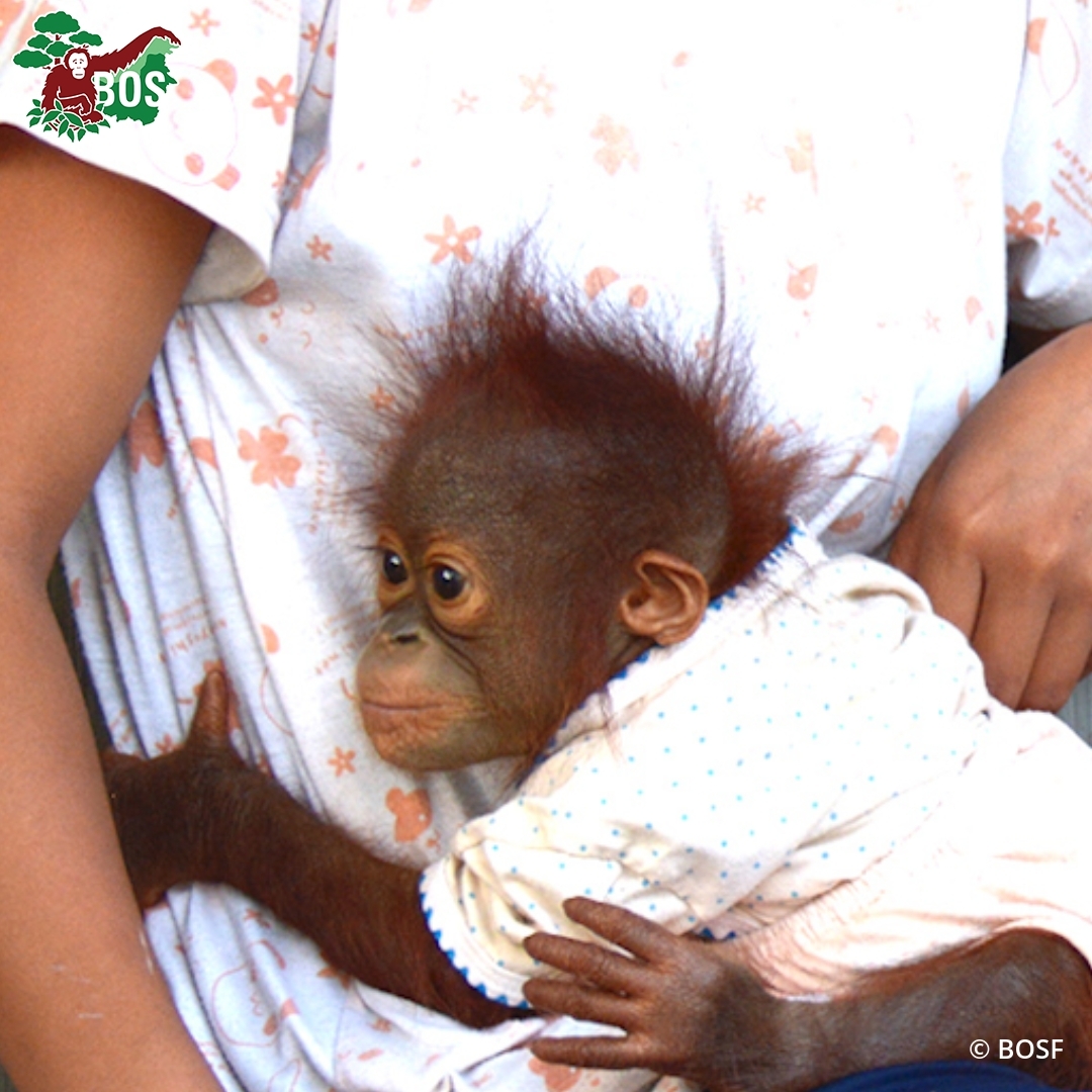 BOSUSA2's tweet photo. Rescued on this day in 2018 as a 3-month-old orphan who had been illegally kept as a pet and dressed in human clothes, Monita has since graduated from Forest School and is preparing for a life of freedom in the wild! https://t.co/6FbG9nNNo7