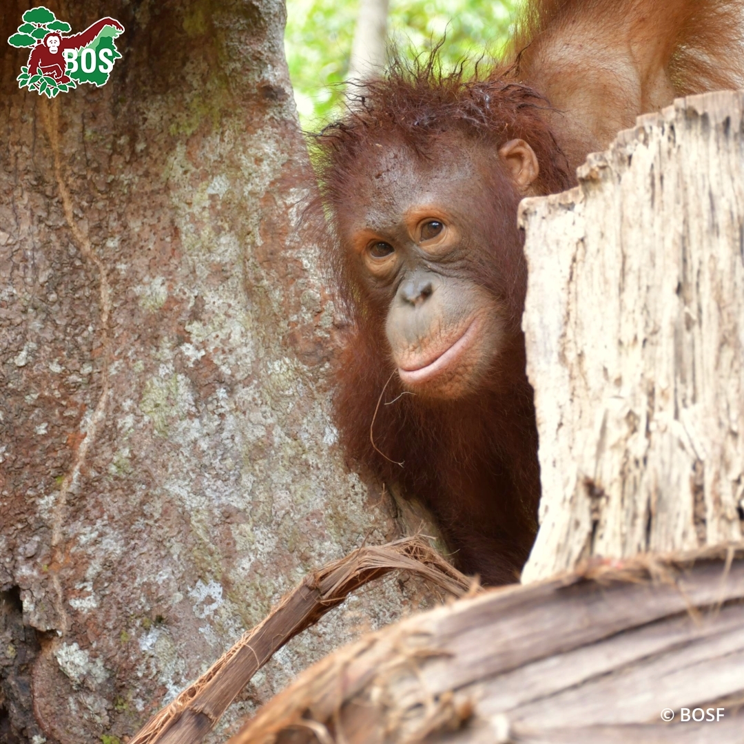 BOSUSA2's tweet photo. Rescued on this day in 2018 as a 3-month-old orphan who had been illegally kept as a pet and dressed in human clothes, Monita has since graduated from Forest School and is preparing for a life of freedom in the wild! https://t.co/6FbG9nNNo7