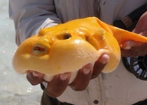 equine__dentist's tweet photo. my disgusting son made of nacho cheese https://t.co/Tnp3CboJDV