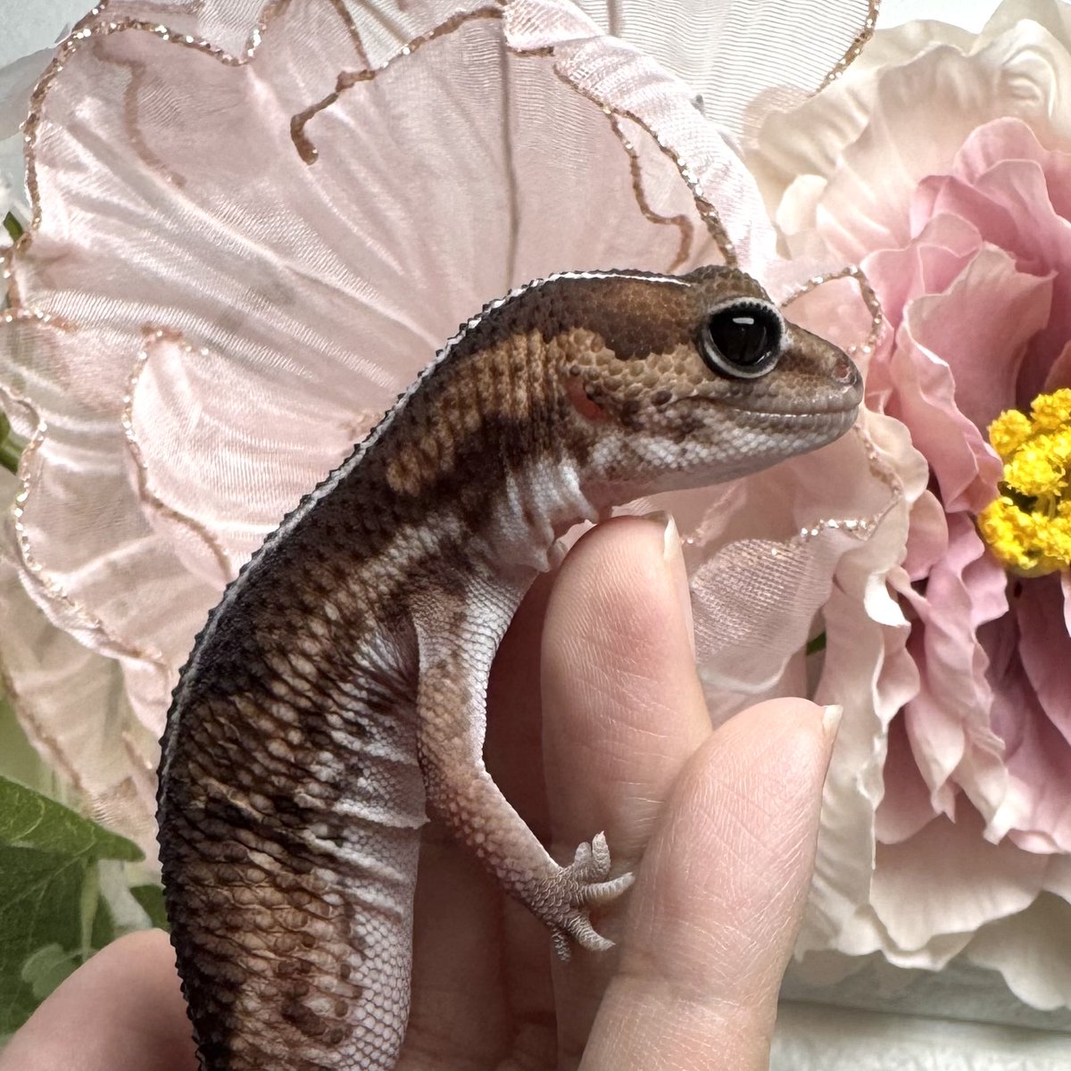 Leopa_A's tweet photo. 6月10日(水)の営業時間は12時〜16時です😊 https://t.co/0iHx7KWE6H