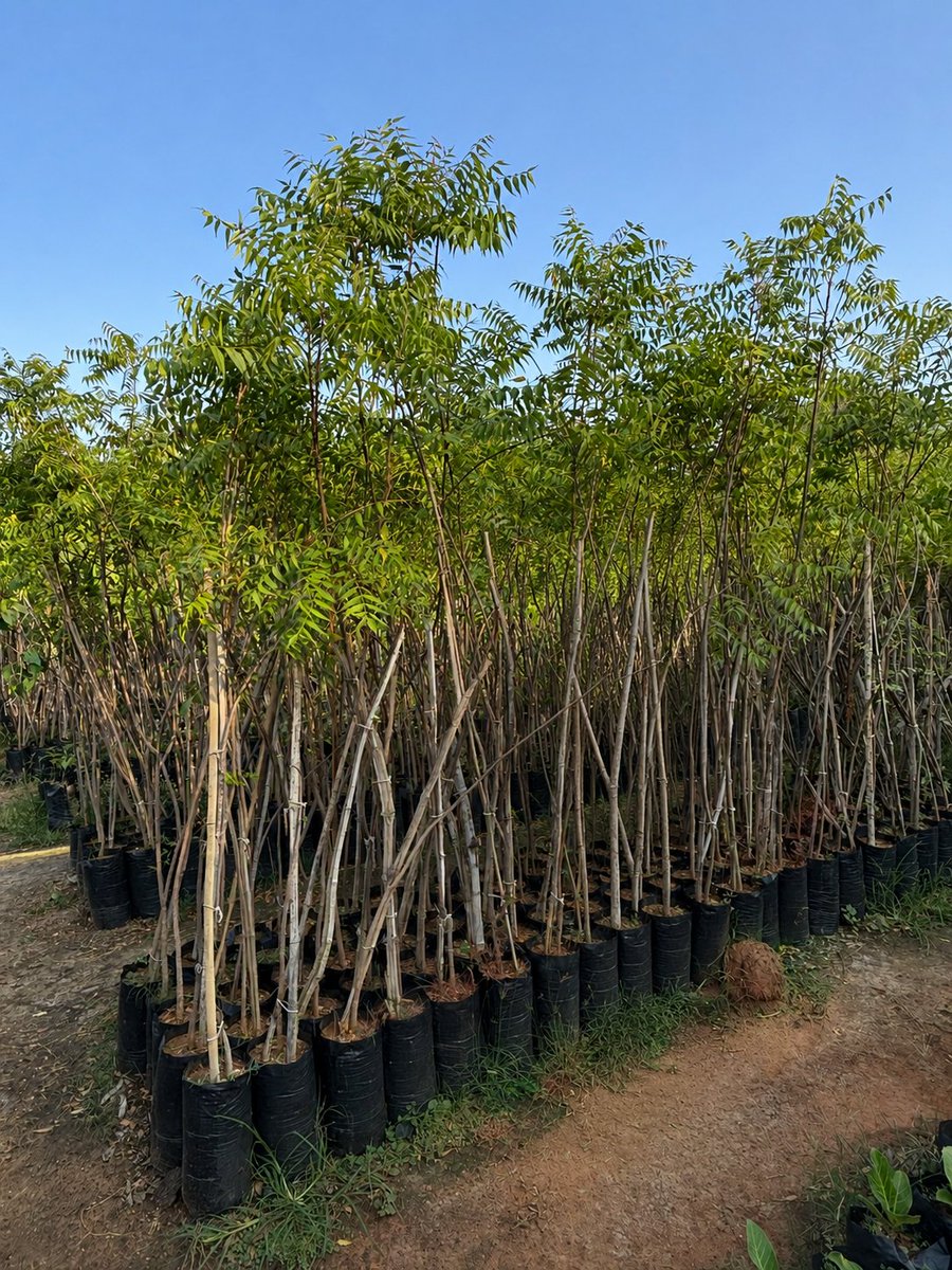 _ronney_pu's tweet photo. Quality matters more than numbers in tree planting 🌱

Seedlings like these—over 3 feet tall and more than a year old—have a far higher survival rate and faster establishment.

Right plant. Right age. Right impact.  @JavedKh71010179
#EkPedMaaKeNaam 
#Afforestation #TreePlanting https://t.co/Q5x9ZhPQbx