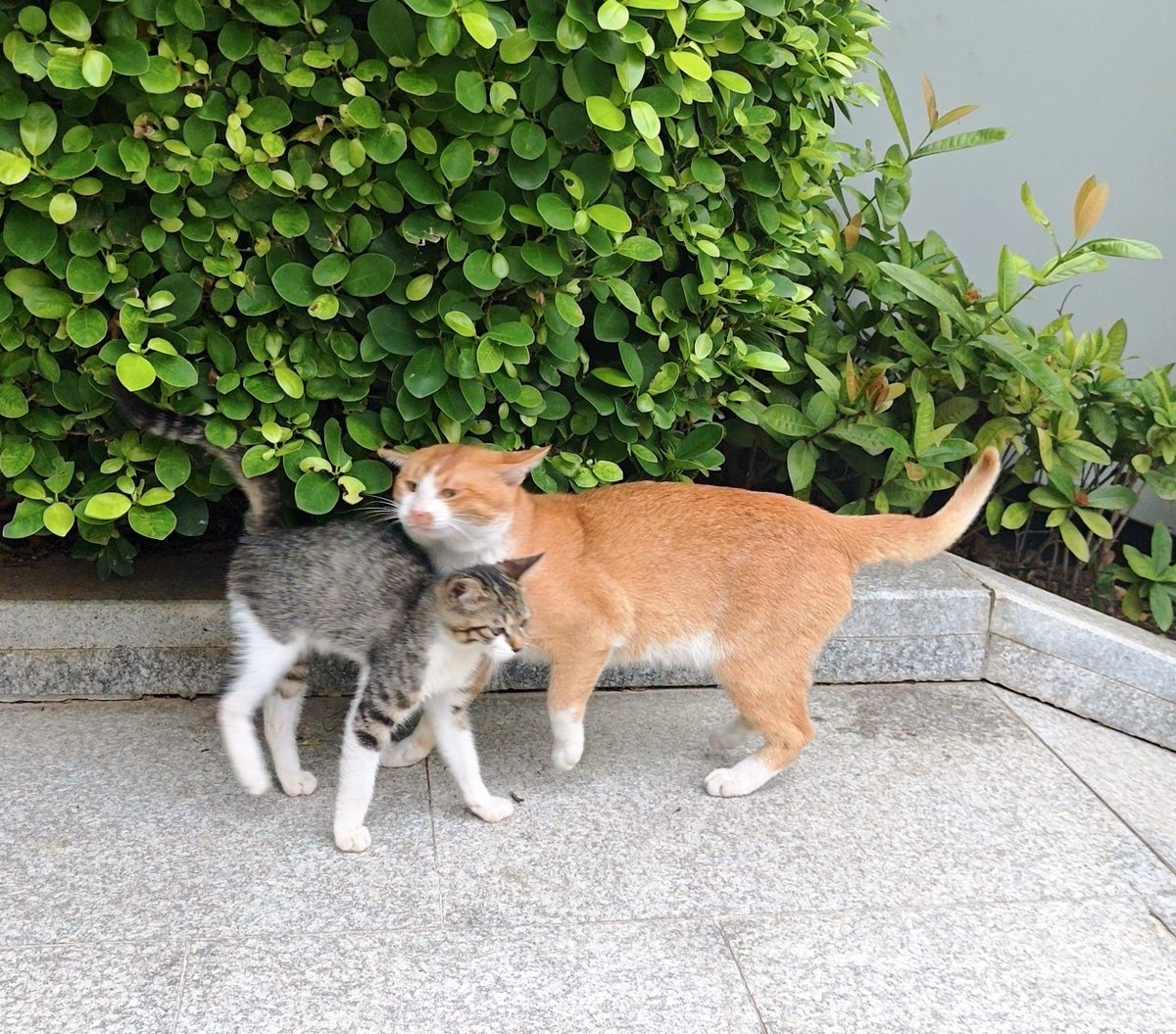 flowfire_7's tweet photo. 公司楼下来了只超有活力的小猫，手慢无 https://t.co/i0oeGbcXI4