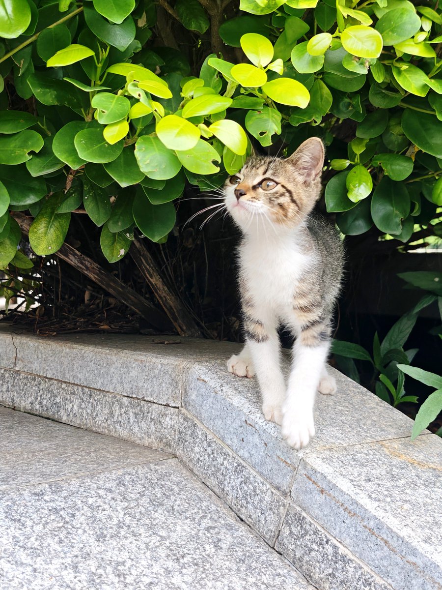 flowfire_7's tweet photo. 公司楼下来了只超有活力的小猫，手慢无 https://t.co/i0oeGbcXI4