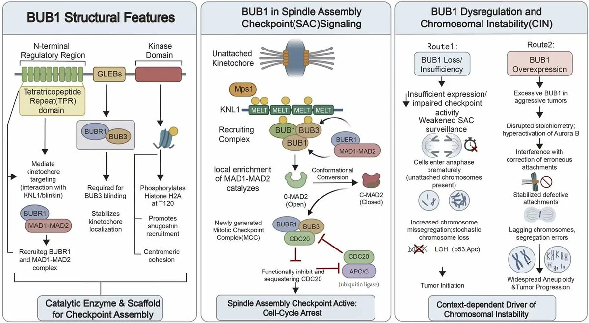 susanstorm62's tweet photo. #BUB1 in cancer genetics and oncogenomics: from chromosomal instability to therapeutic vulnerabilities
https://t.co/OfKLs3AxT4 https://t.co/80m24Kef7J
