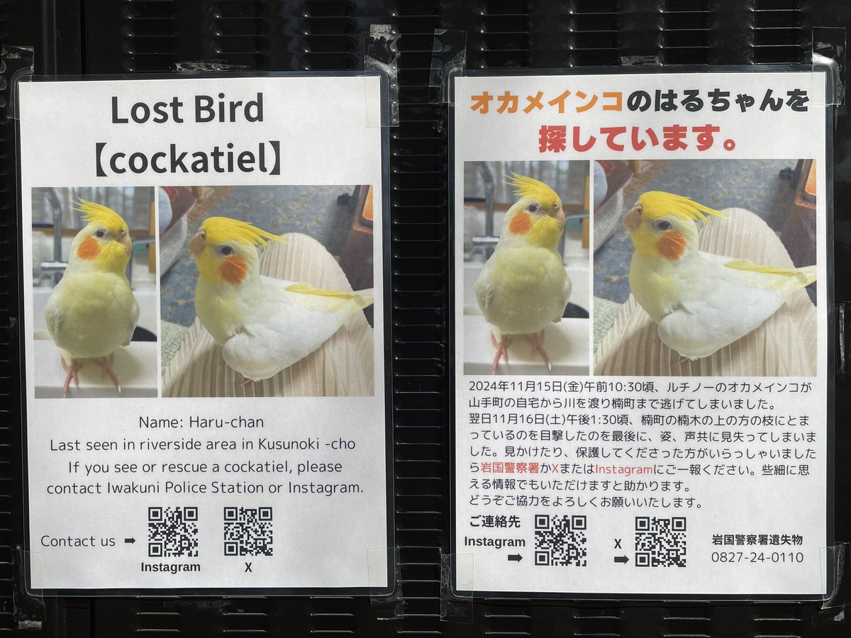 Haru8006Mon's tweet photo. 【はるちゃん🐥探してます】
山口県 岩国市 近隣で写真↓の #オカメインコ (ルチノー)を探しています。
保護・目撃・譲渡、似た鳥を拾って育てているなど、聞いた事や見た事、思い出した事などありましたら ご一報ください🙇‍♀️🙏🏻

■オカメインコ (ルチノー)
■名前：はるちゃん
■場所：山口県 岩国市
■日付：2024/11/15

岩国警察署・大竹警察署に届出済みです。
はるちゃんに繋がりますように🙏🏻

#オカメインコ迷子 #迷子鳥 #迷い鳥 #インコ迷子 #迷子インコ #迷いインコ #鳥迷子 #オウム迷子 #オカメインコ保護 #保護鳥 #山口県 #岩国市 #広島県 #大竹市 #和木町 #柳井市