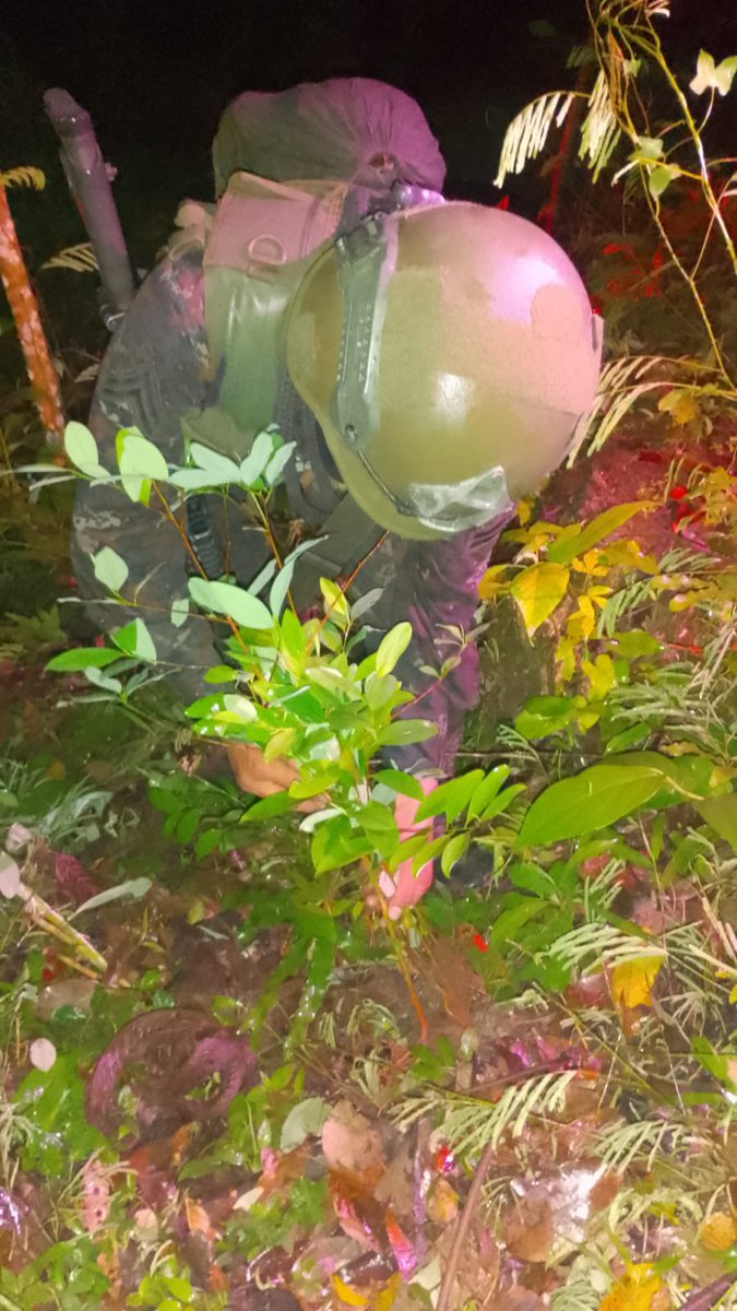 Ejercito_GT's tweet photo. Golpe al narcotráfico mediante la localización y erradicación de cultivos ilícitos. 🇬🇹🫡

El Ejército de Guatemala, en coordinación interinstitucional con agentes de la @sgaia_pnc_gt, localizaron  un campo de cultivo ilícito de hoja de coca en áreas aledañas a la aldea Santa María Tzejá, municipio de Ixcán, #Quiché.

Como resultado de esta operación, fueron erradicados 40,200 arbustos de hoja de coca en fase de aprovechamiento, ocasionando una afectación económica estimada al narcotráfico de Q. 1,005,000.00, equivalentes a aproximadamente US$130,500.00.

Estas acciones forman parte de los esfuerzos permanentes del Gobierno de Guatemala en la lucha frontal contra el narcotráfico y el crimen organizado transnacional, fortaleciendo la seguridad y la defensa de territorio nacional así como la protección de la población guatemalteca.

#EjércitoGT
#AlPuebloDignoSeLeResponde