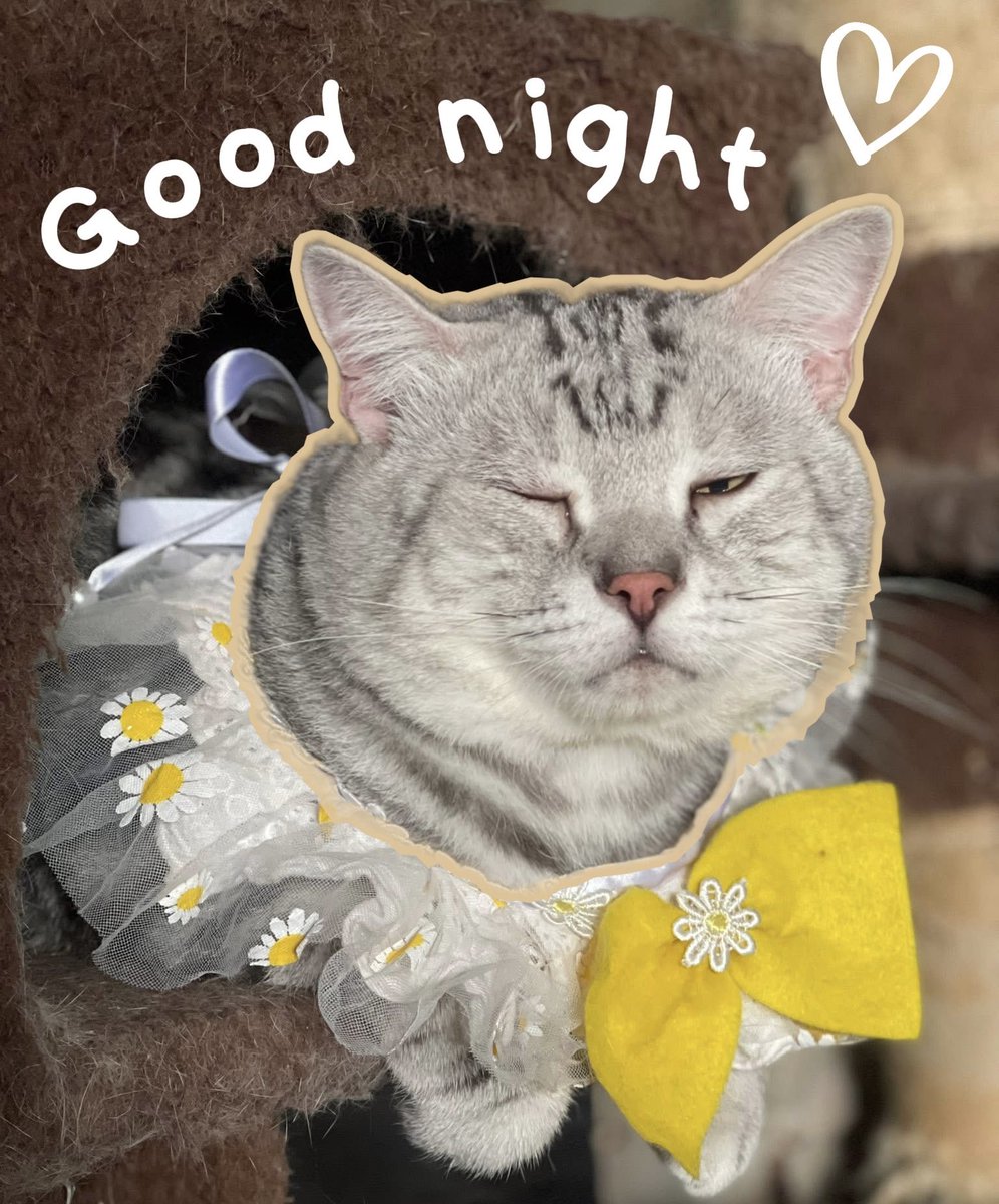 Gooddream.inj 🥷🏻✳️ tweet media