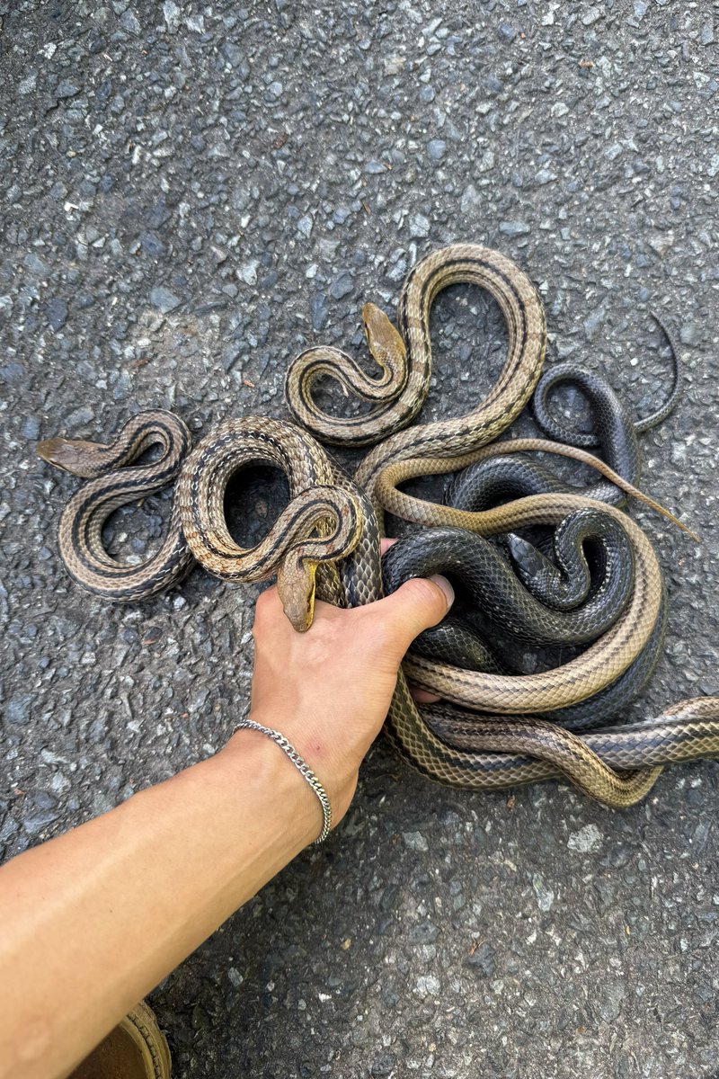 ikimono__17's tweet photo. ✌️自己紹介✌️
アカウント名は生き物と日常。
暖かくなってきて
生き物が活発に動き出すと
活発に動き出す自己満アカ

和蛇が好きでヘビ採集&amp;観察がメイン
それ以外に魚類、鳥類
昆虫、両生類も好き
植物にも興味あり

言いたい事は
ズバッと言っちゃうので
苦手な方はそっと
距離を置いてください🙇 https://t.co/LYtg5tbPMy