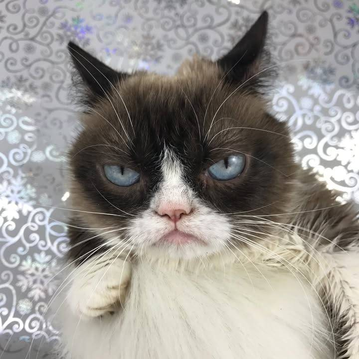 GrumpyCat tweet media