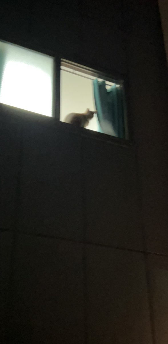 2cracker4's tweet photo. ２階のおうちにも猫ちゃんいるの発見♡

※ペットOK物件です https://t.co/p196opkmFI