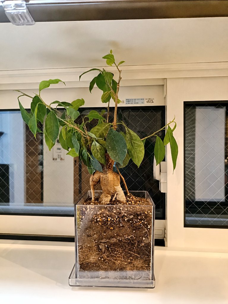 cold_burn__'s tweet photo. 去年は一度枯らしてしまったガジュマル。
今年はここまで育ってくれた🌱
嬉しいけど、そろそろ天井につきそう。
切るのも可哀想やし、どうしたもんかな。 https://t.co/1LSdFF0ao2