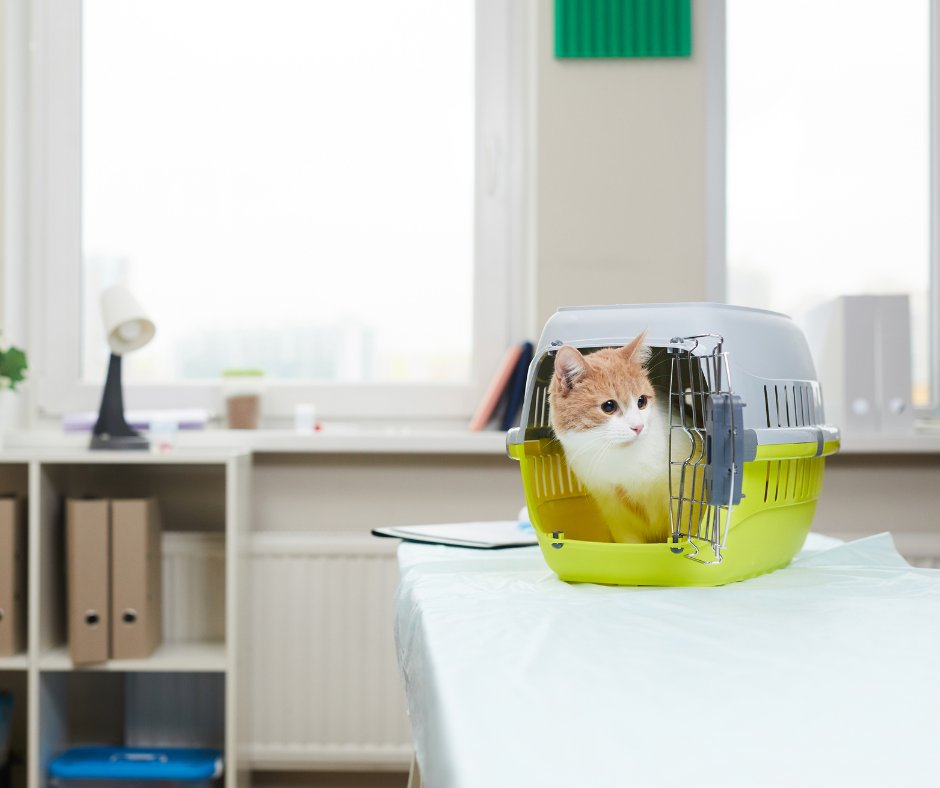 CircleBVet's tweet photo. Summer Travel Ready: Vaccines, Health Certificates, Microchips, and Preventive Care Before Vacation Season

Click to read more 📲 https://t.co/JoUaUL1rhr

#CircleBVeterinaryHospital #Veterinarian #CircleB #KatyTX #AnimalHospital #PetTravel #VetBlog #PetDiagnostics https://t.co/mdmy6TsntR