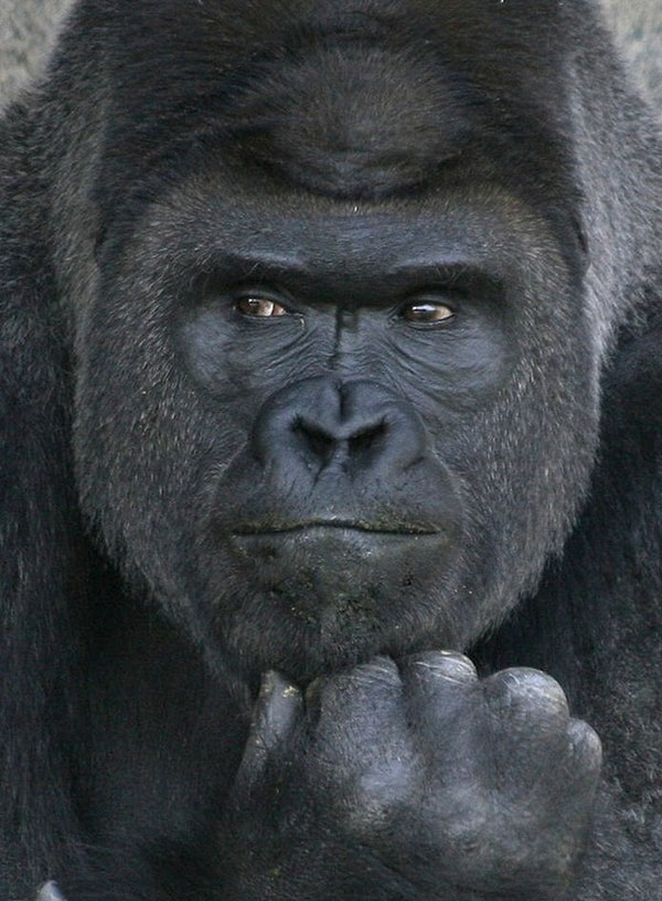 yirmiucderece's tweet photo. Japonya'da "yakışıklı goril" Shabani'nin oğlu Kiyomasa, eşiyle yaşadığı kavganın ardından tıpkı bir insan gibi derin düşüncelere daldığı anlarla sosyal medyada viral oldu! https://t.co/XUf40q4Teb