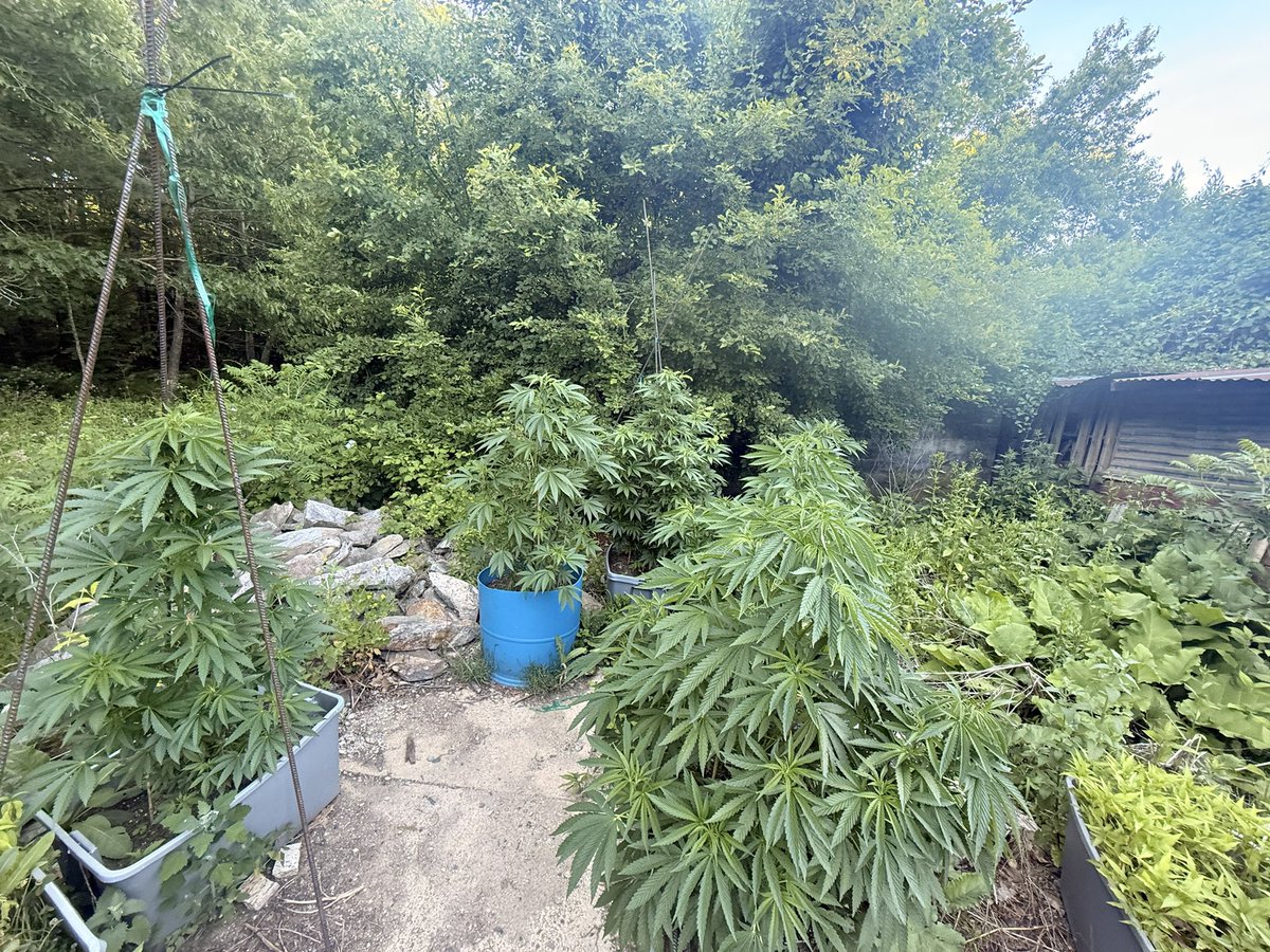 Ericcannavet's tweet photo. I’ve always believed the best cannabis plants are the ones that do most of the work themselves.

Strong roots. Good genetics. Natural vigor.

If a plant requires constant spraying, feeding, and rescuing just to make it to harvest, maybe we’re breeding away from what made cannabis special in the first place.

A truly great plant should be able to thrive/not just survive.